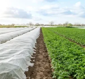 Eco-friendly pp Spunbond Non-woven Fabric for Agriculture Plant Cover Frost protection Garden Plant Cover