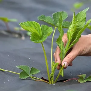 Strawberry UV Stabilized PP Spunbond Nonwoven Agricultural Mulch Film Nonwoven Fabric Weed Barrier